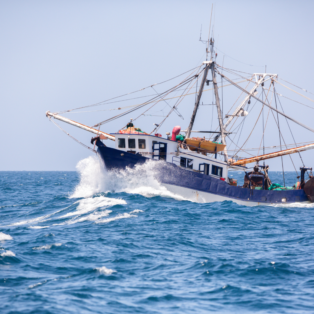 Les Défis et Opportunités de la Pêche Durable à la Crevette